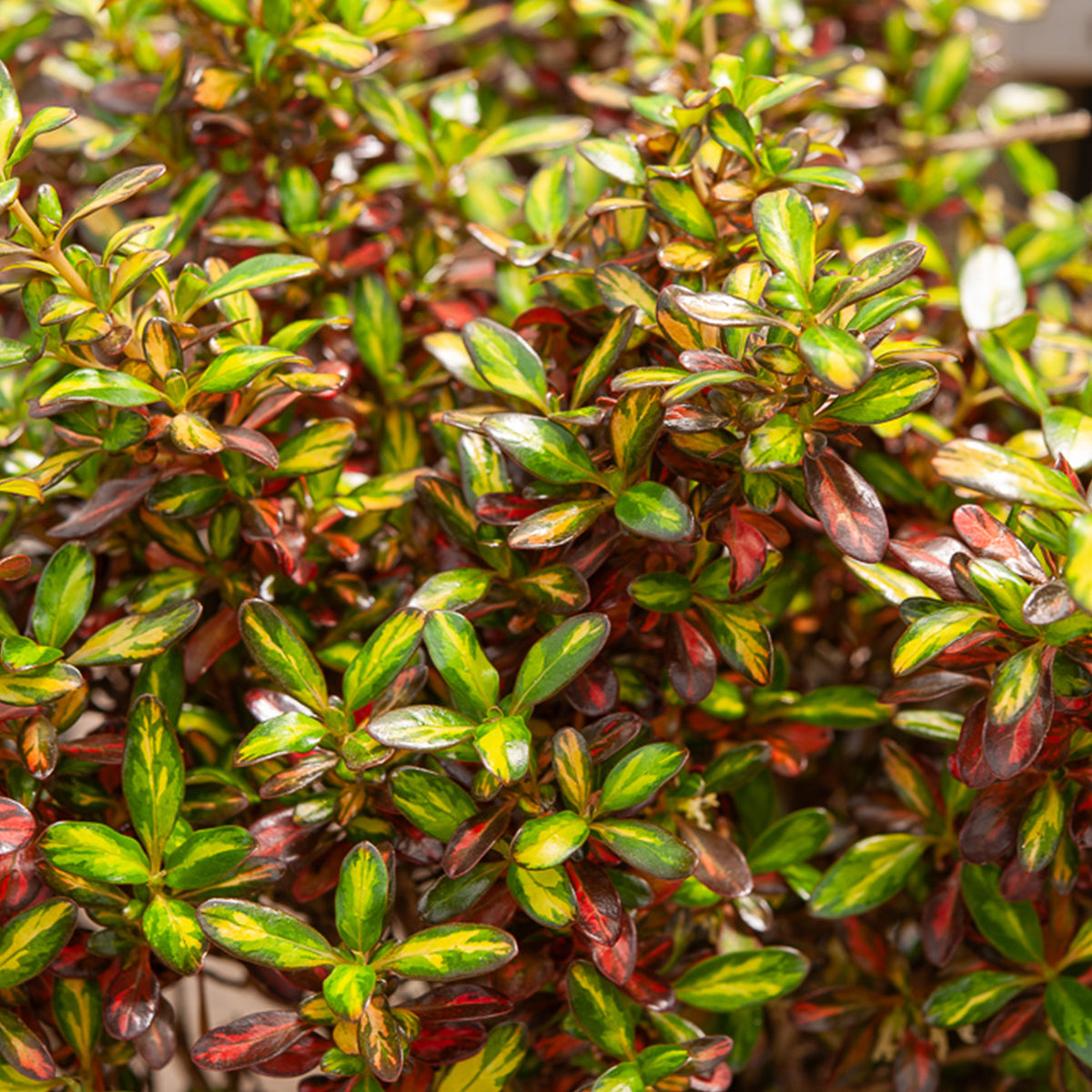 Coprosma Evening Glow ® - Coprosma Evening Glow ® - Willemse