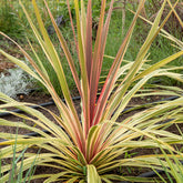 Cordyline australe Can Can® - Willemse