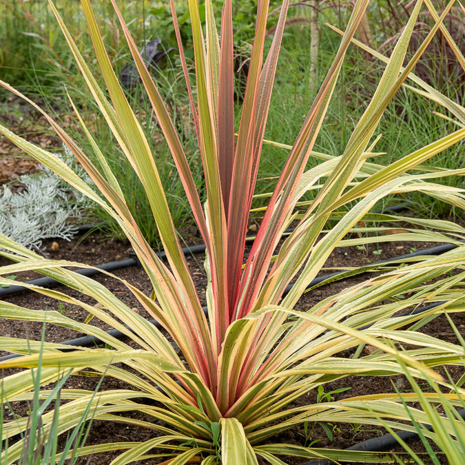 Cordyline australe Can Can® - Willemse