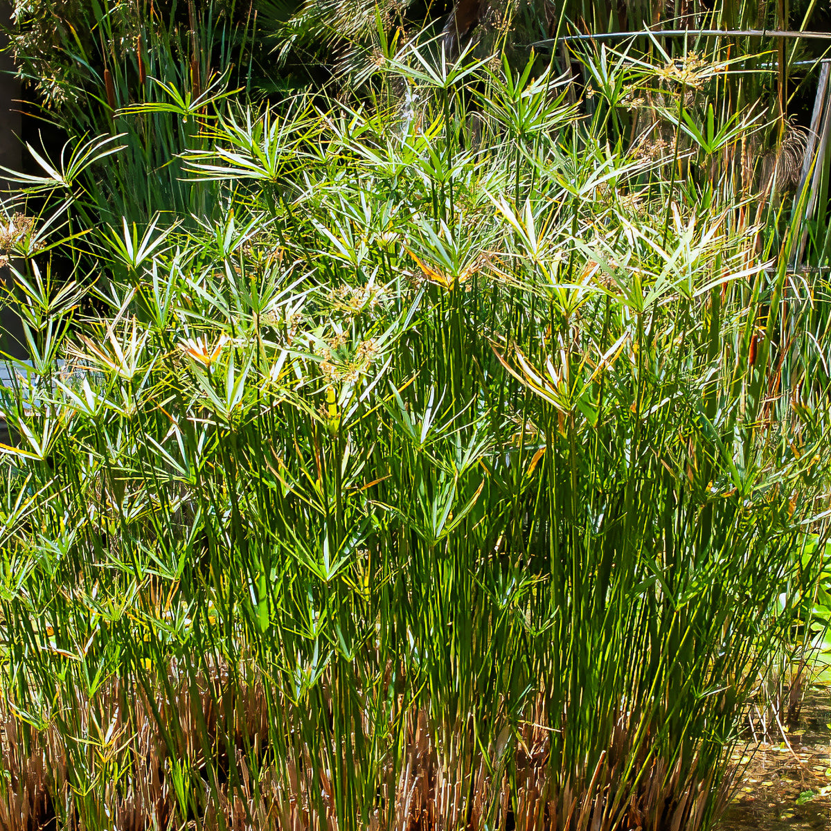 Papyrus à feuilles alternes - Cyperus alternifolius - Willemse