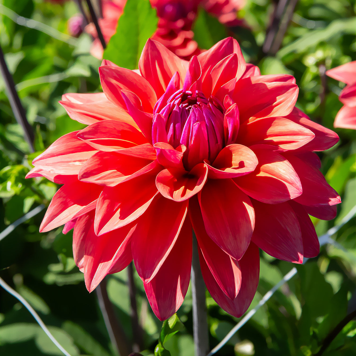 Dahlia American Dawn - 3 Dahlias décoratifs American Dawn - Dahlia