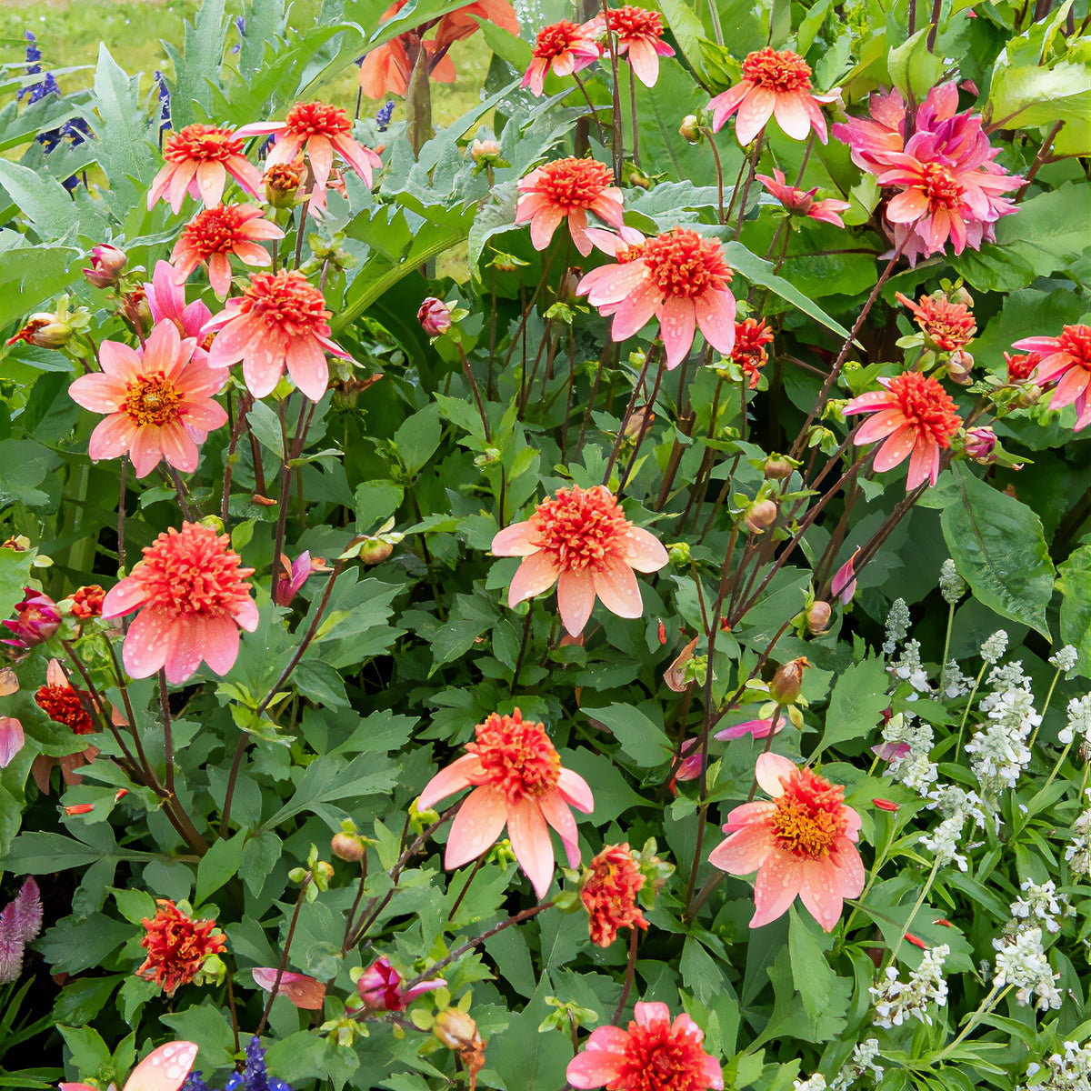 Dahlia anémone Totally Tangerine - Dahlia Totally Tangerine - Willemse