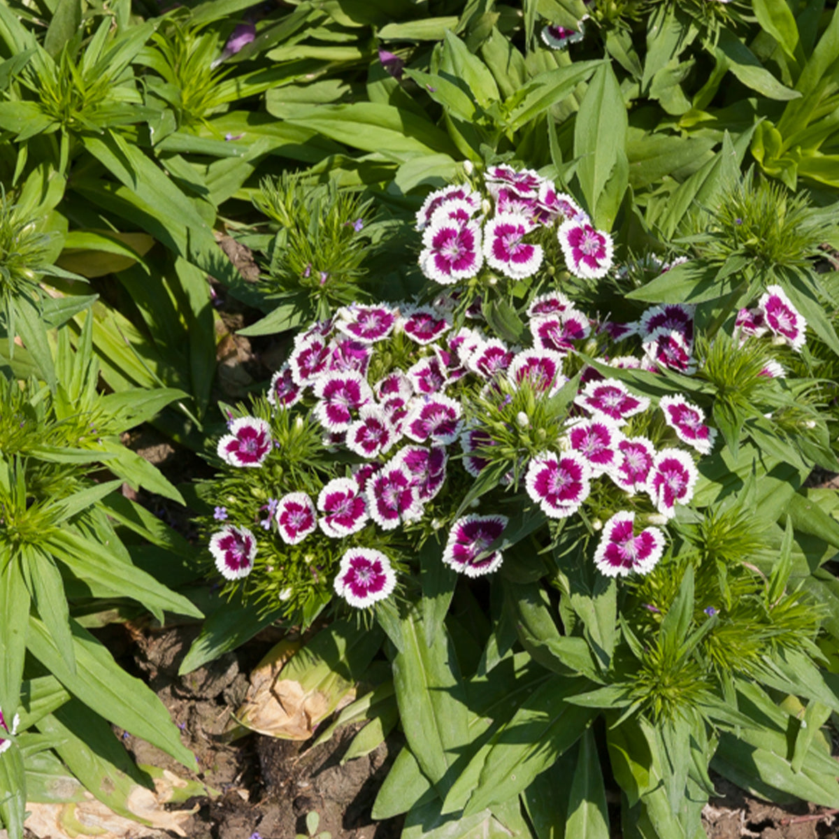 Œillet de poète Barbarini Purple Picotee - Willemse