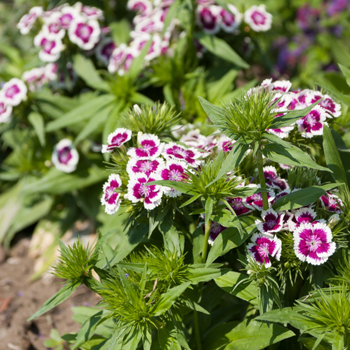 Œillet de poète Barbarini Purple Picotee - Dianthus barbatus Barbarini Purple Picotee - Willemse