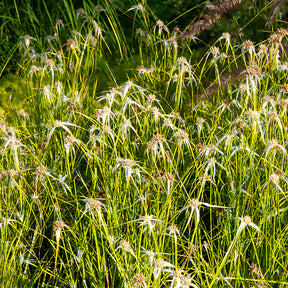 Herbe étoilée - Dichromena colorata - Willemse