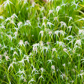 Dichromena colorata - Herbe étoilée - Plantes de berges