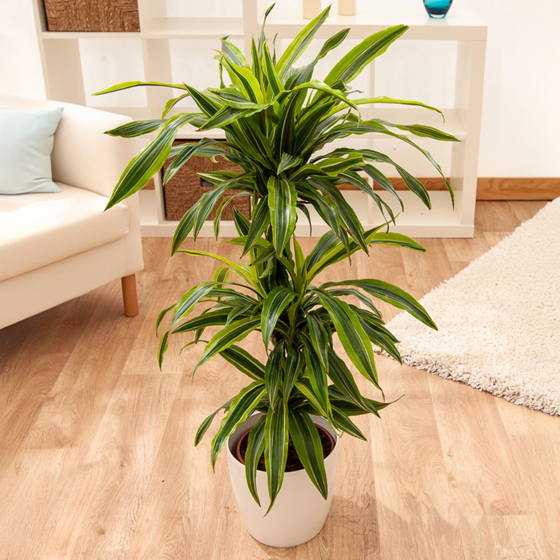 Dracaena Lemon Lime - Willemse