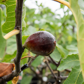 Ficus carica Noire de Caromb - Figuier Noire de Caromb - Figuier