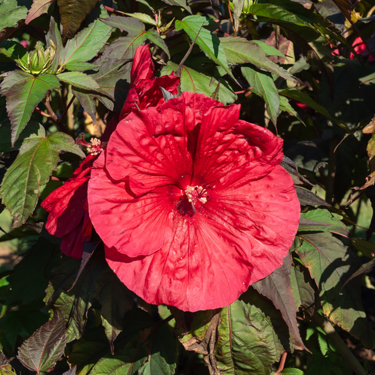 Hibiscus des marais Carrousel® Geant Red - Willemse