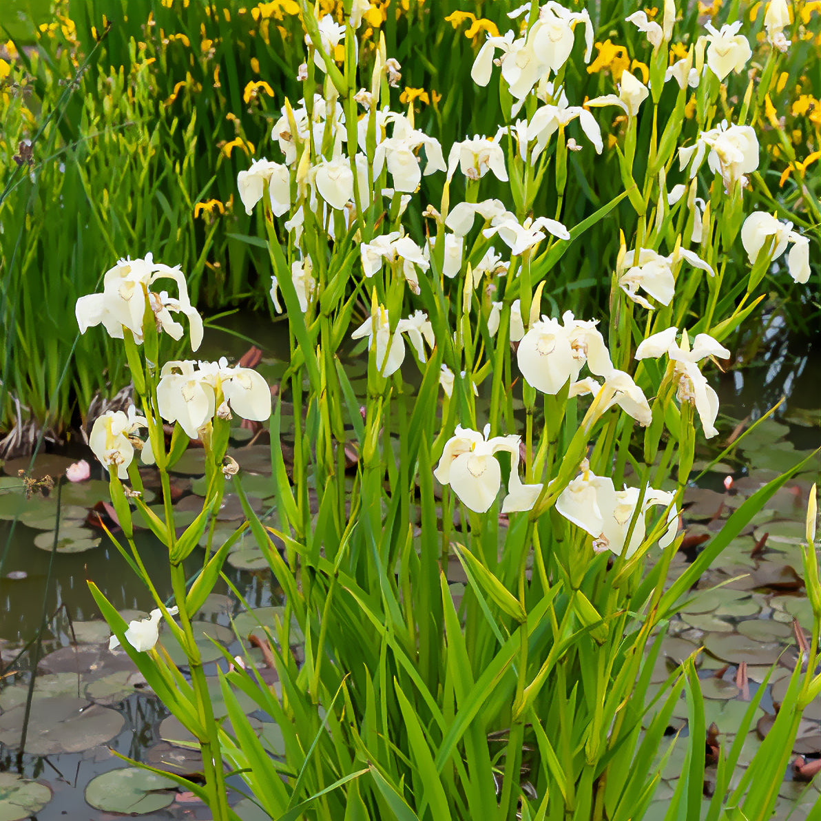 Iris des marais à fleurs blanches - Iris pseudacorus Alba - Willemse