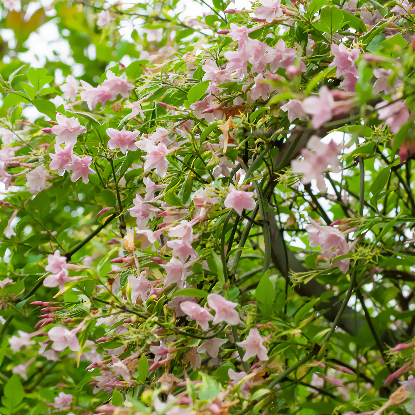 Jasminum stephanense - Jasmin stéphanois - Jasmins