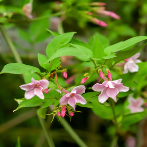 Jasmin stéphanois - Jasminum stephanense - Willemse