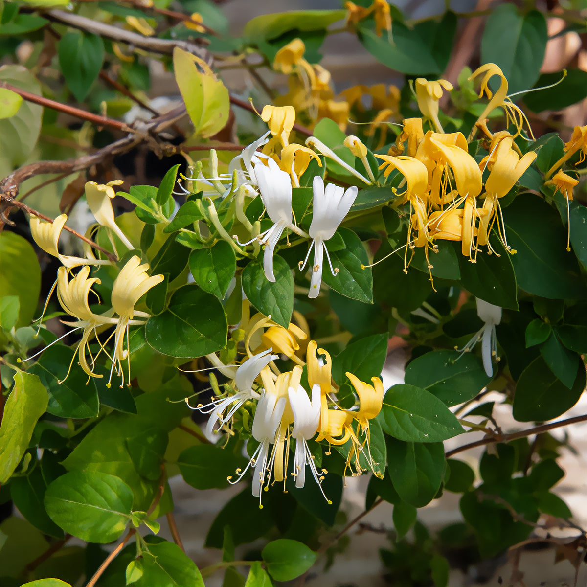 Chèvrefeuille du Japon Hall's Prolific - Willemse