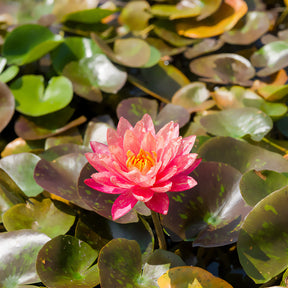 Nénuphar Wanvisa - Nymphaea Wanvisa - Willemse