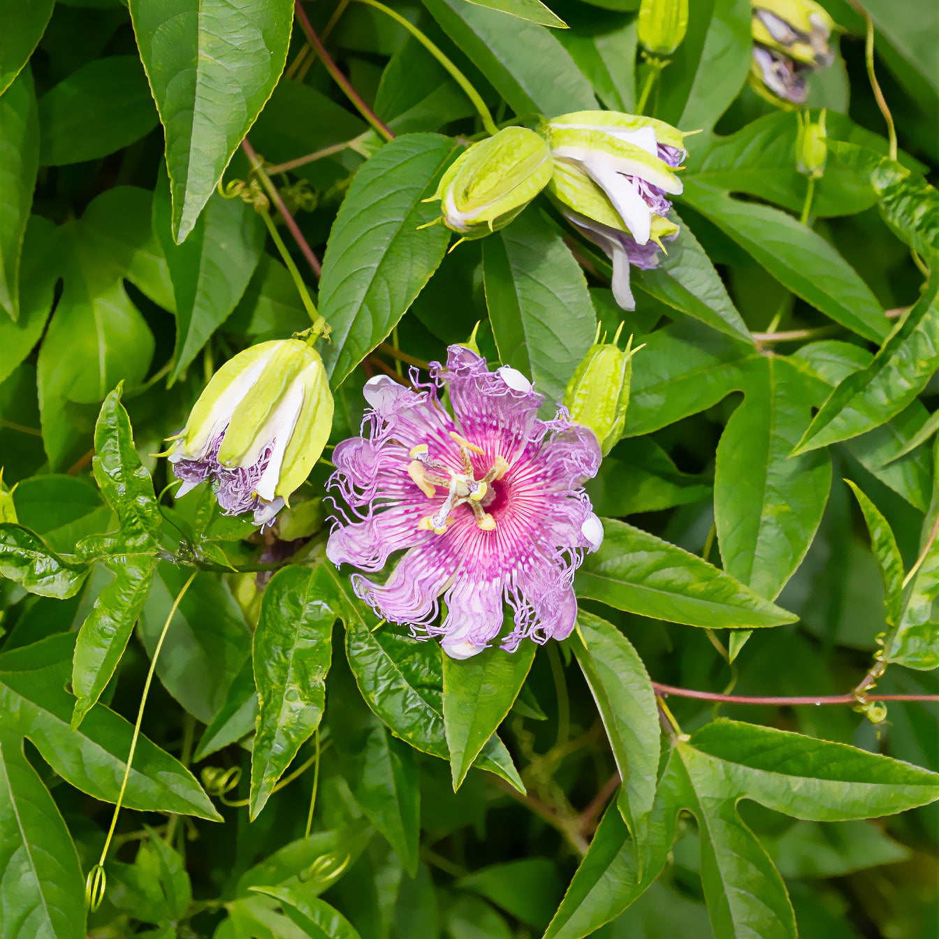 Passiflores - Passiflore officinale - Passiflora incarnata