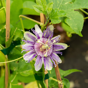 Vente Passiflore officinale - Passiflora incarnata