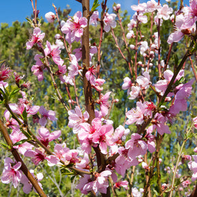 Pêcher Saturne - Prunus persica Saturne - Willemse