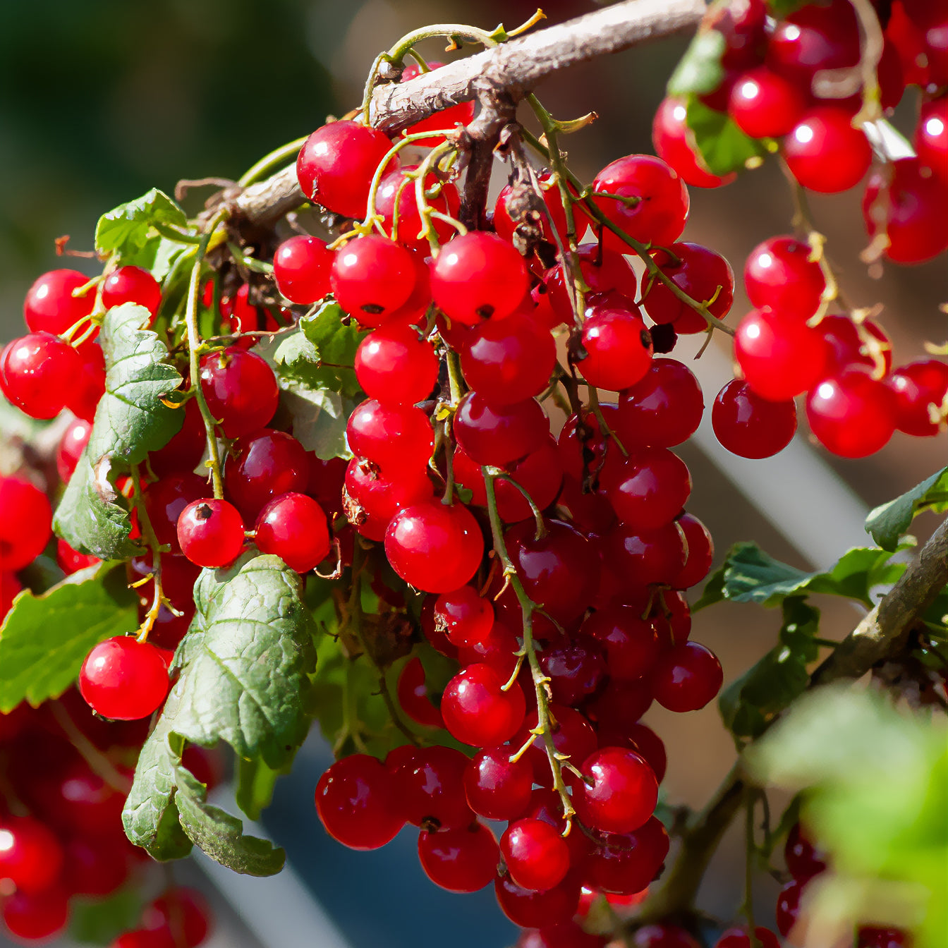 Ribes rubrum Junifer - Groseillier Junifer - Groseillier