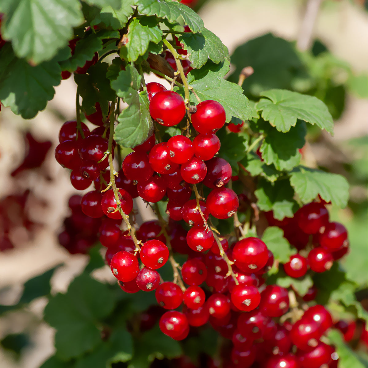 Groseillier Junifer - Ribes rubrum Junifer - Willemse