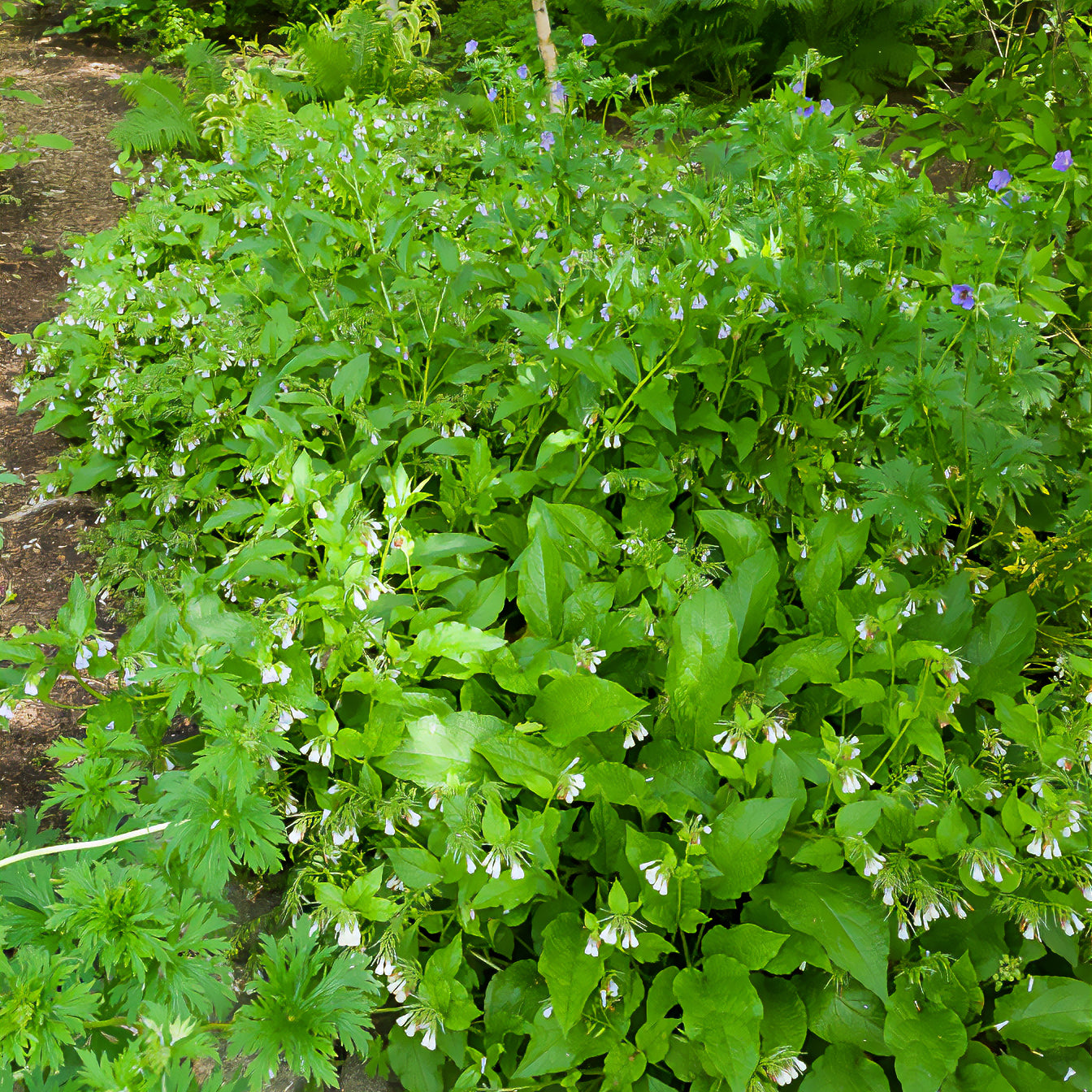 Consoude officinale - Willemse