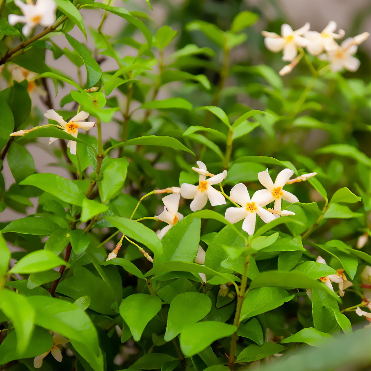 Jasmin étoilé jaune - Trachelospermum asiaticum - Willemse