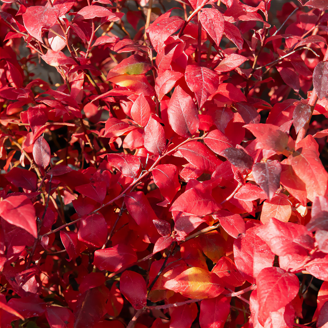 Myrtillier Blue Crop - Vaccinium corymbosum Blue Crop - Willemse