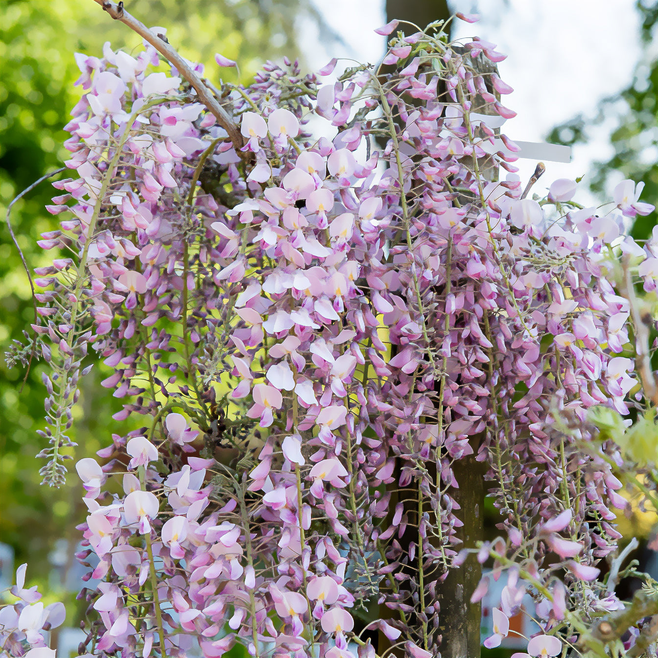 Glycines - Glycine du Japon Honbeni - Wisteria floribunda Pink ice