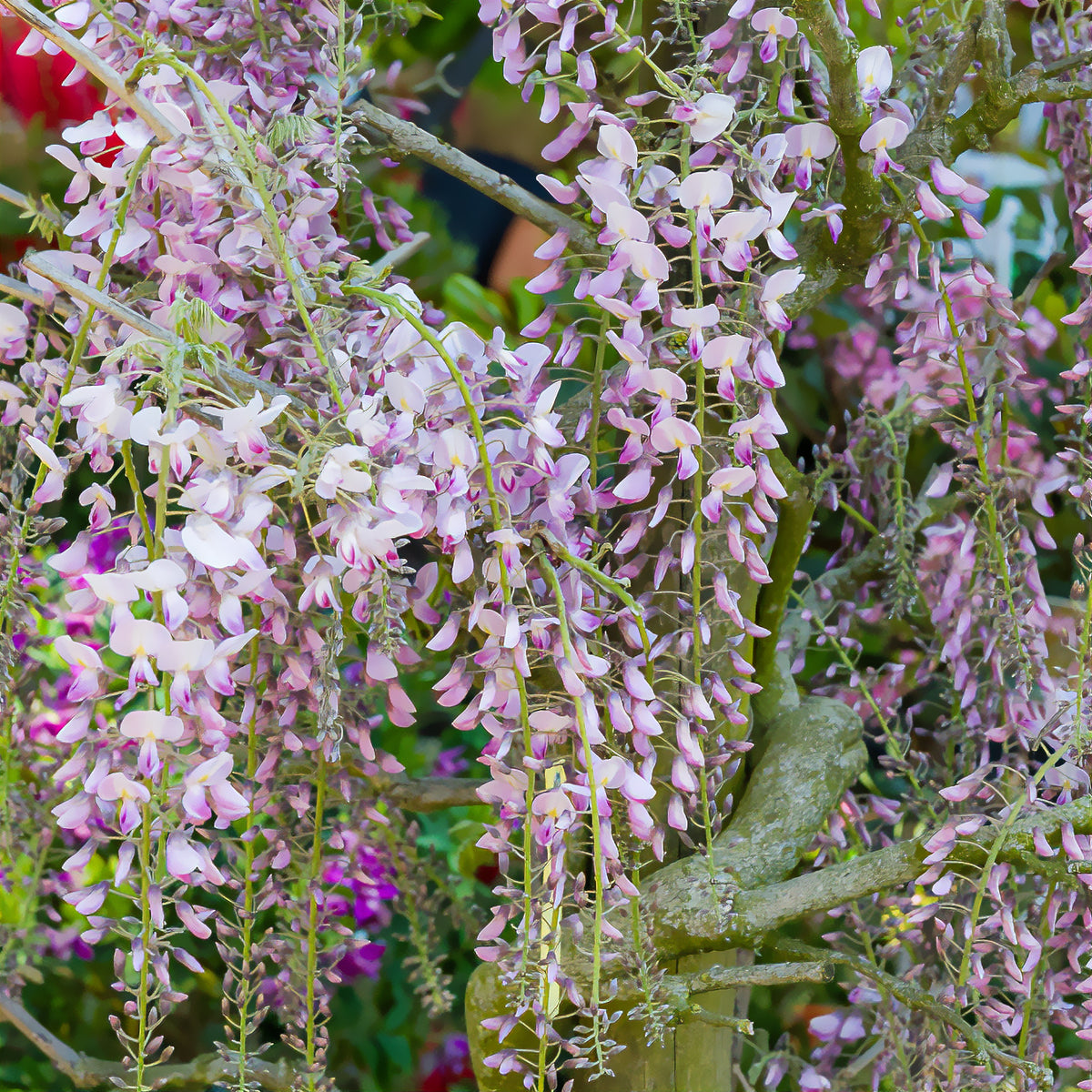 Glycine du Japon Honbeni - Wisteria floribunda Pink ice - Willemse