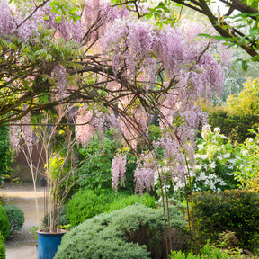 Wisteria floribunda Pink ice - Glycine du Japon Honbeni - Glycines