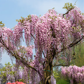 Vente Glycine du Japon Honbeni - Wisteria floribunda Pink ice