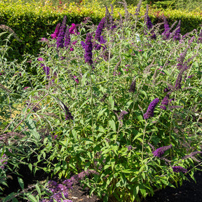 Buddleja davidii Black Knight - Arbre à papillons Black Knight - Arbres aux papillons