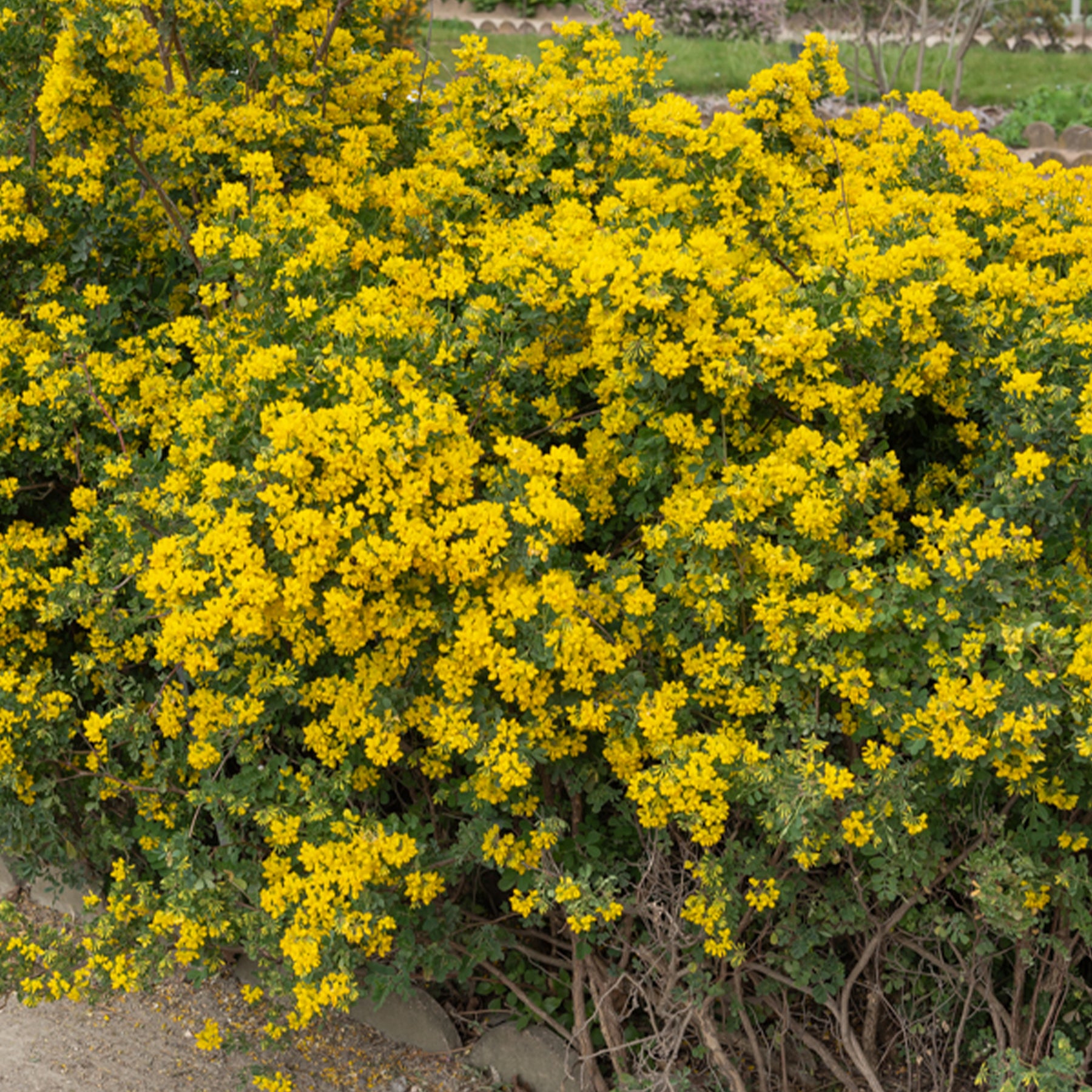 Coronilla valentina glauca - Coronille glauque - Coronille - Coronilla