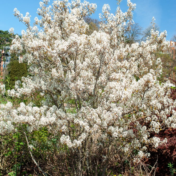 Amélanchier de Lamarck - Amelanchier lamarckii