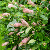 Clethra Flèche rose - Clethra alnifolia pink spire - Plantes