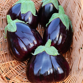 Aubergine Black Beauty - Solanum melongena black beauty - Willemse