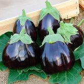 Aubergine Black Beauty - Willemse