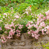 Rosier à massif The Fairy - Rosa polyantha 'the fairy'