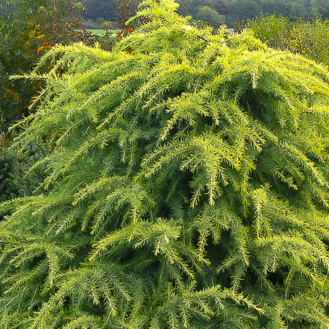 Cèdre de lHimalaya nain doré Golden Horizon - Cedrus deodara Golden Horizon - Willemse