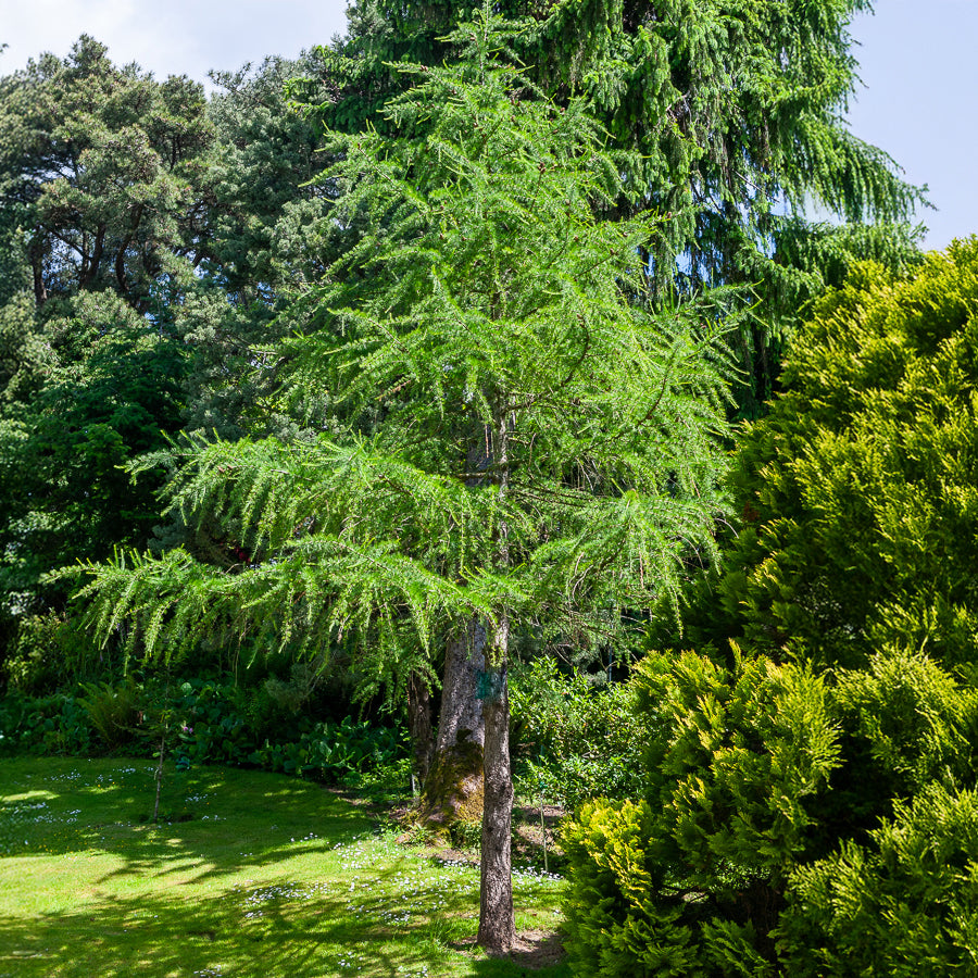 Mélèze commun - Larix decidua - Willemse