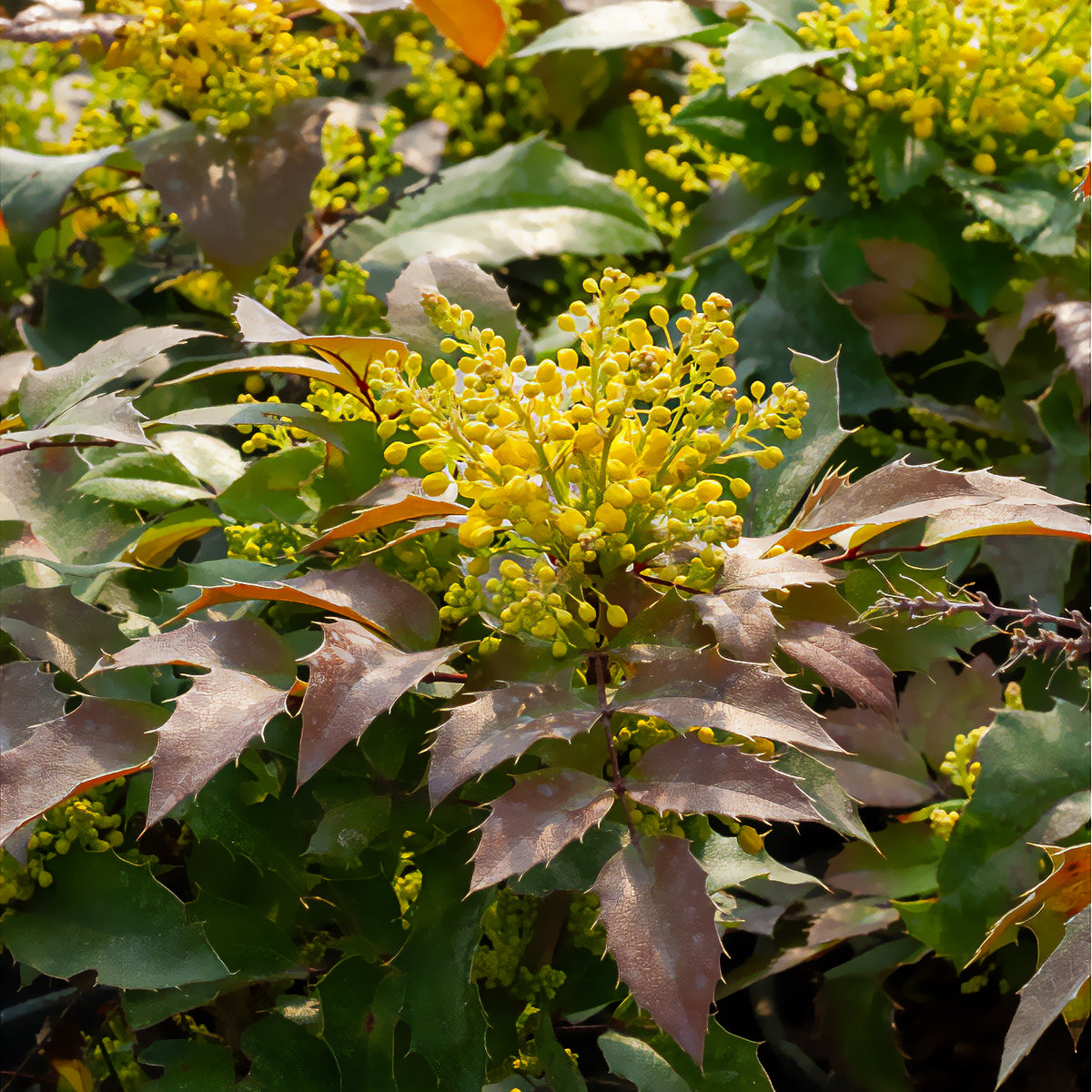 Mahonia faux-houx Apollo - Willemse