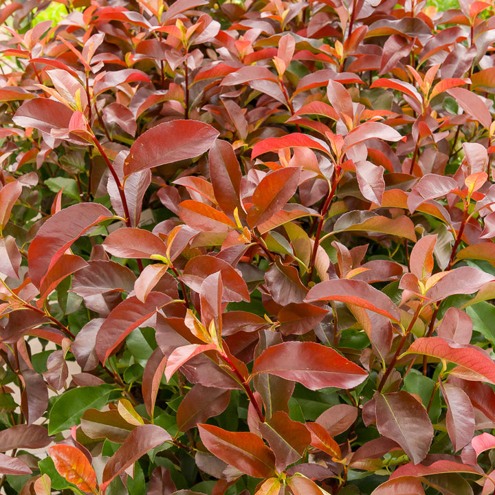 Photinia x fraseri Camilvy - Willemse