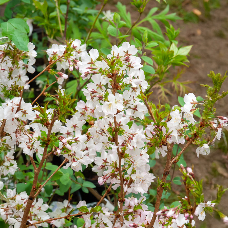 Cerisier à fleurs du Japon Brillant - Prunus nipponica Brillant - Willemse