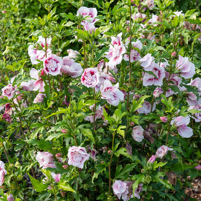 Hibiscus Starbust Chiffon® - Willemse