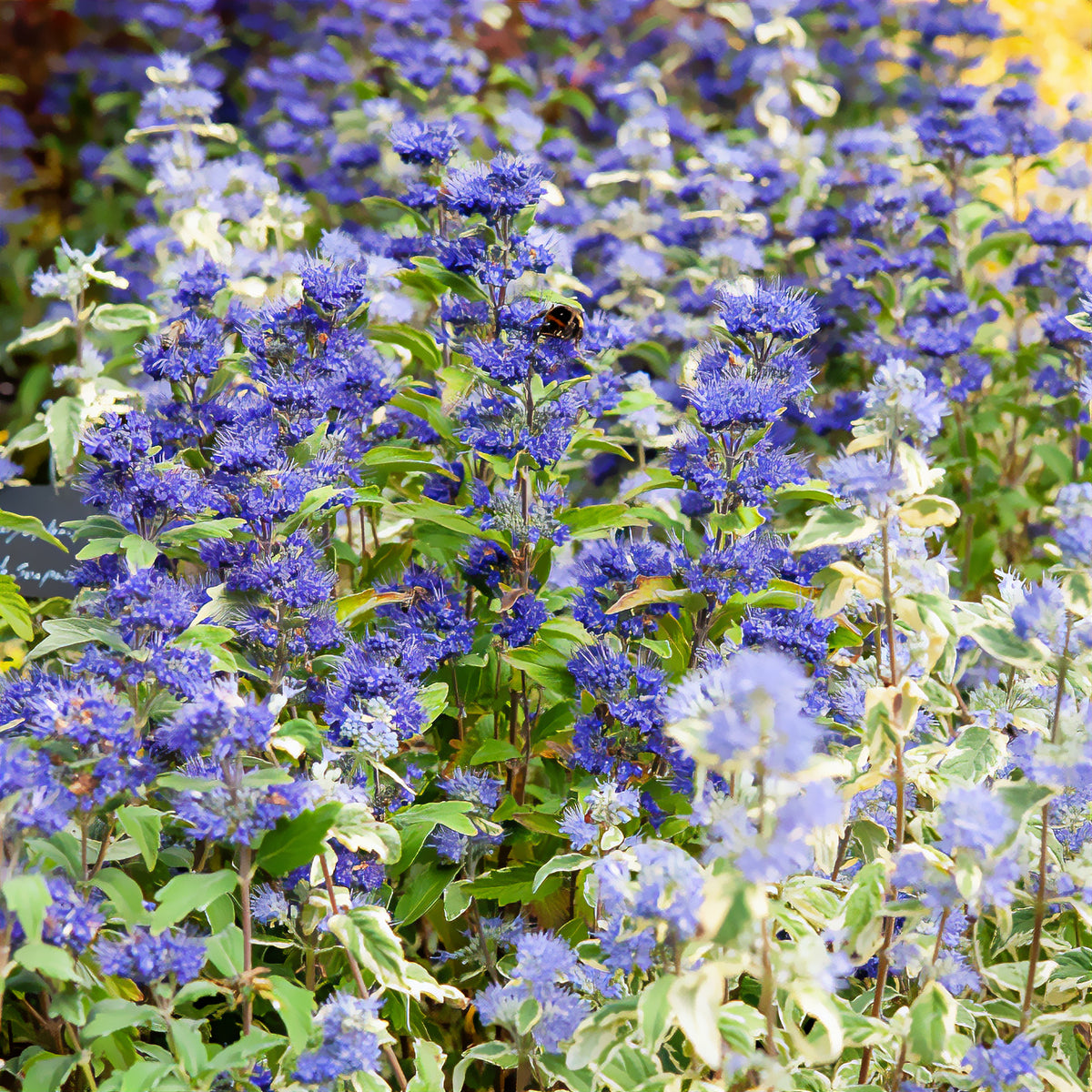 Caryopteris x clandonensis Grand Bleu® Inoveris - Willemse