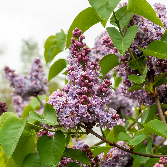 Lilas Belle de Nancy - Willemse