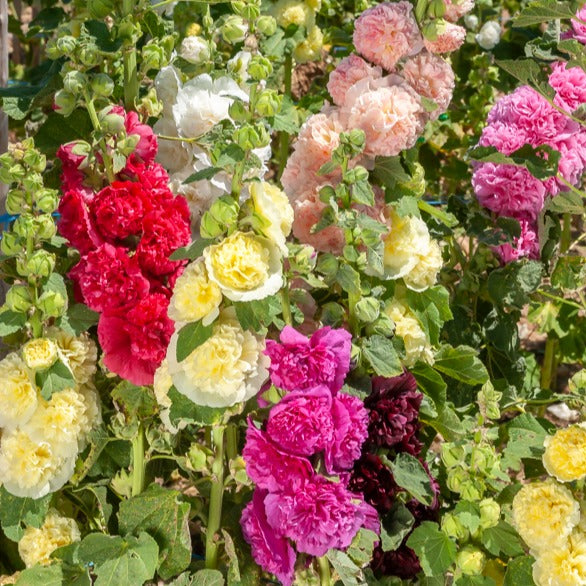 5 Roses trémières doubles en mélange - Alcea rosea charter's hybrid - Plantes