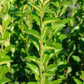 Troène de Californie - Ligustrum ovalifolium