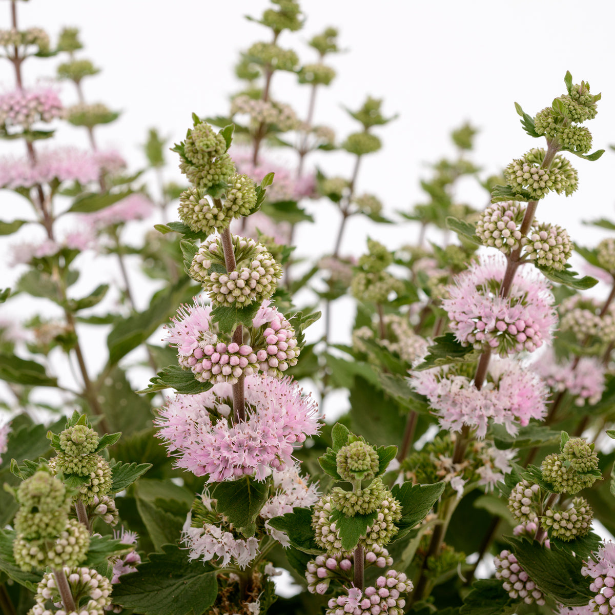 Caryopteris Camara® Pink - Willemse