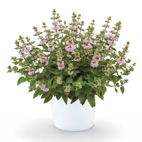 Caryopteris x clandonensis Camara® Pink - Caryopteris Camara® Pink - Caryopteris