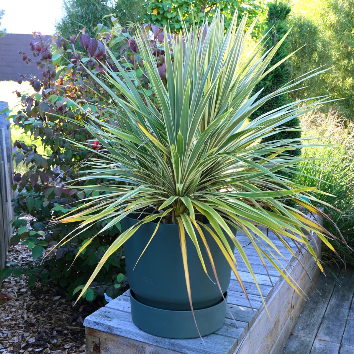 Cordyline australe Fantasy ® - Willemse